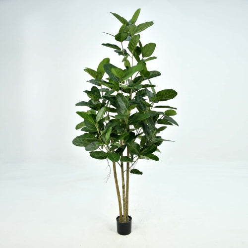 5'H Ficus Audrey Tree w/194 Lvs in Pot - Magnolia Lane co. Home + Garden + Gift