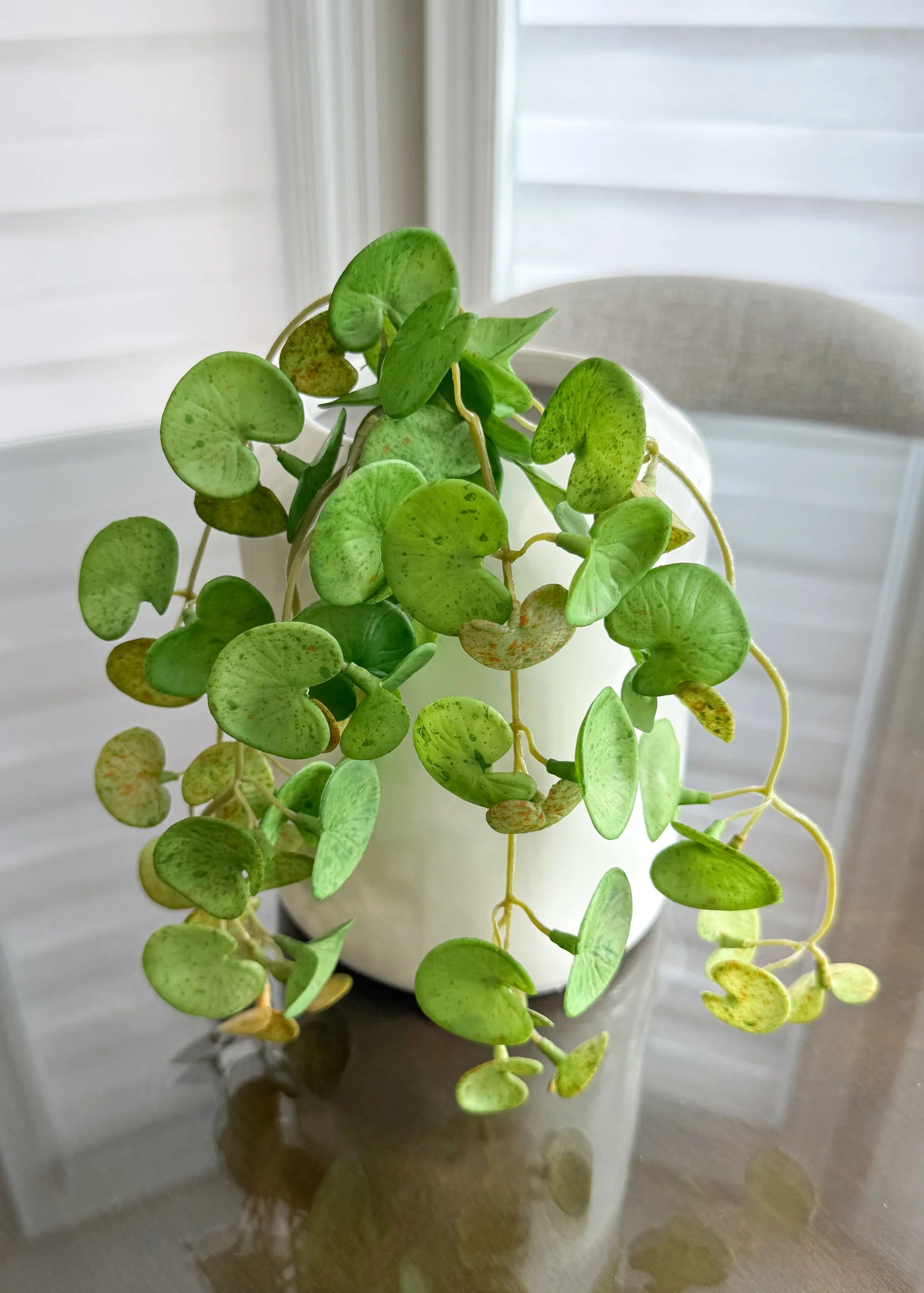 16" HANGING FRESH TOUCH PILEA BUSH - Magnolia Lane co. Home + Garden + Gift