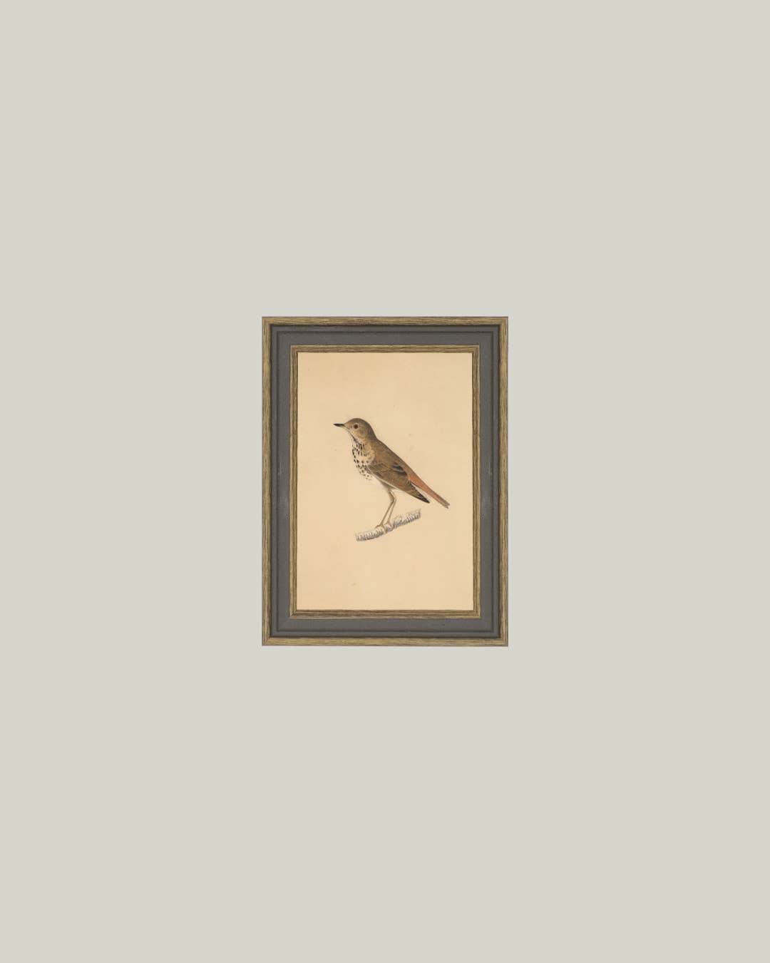 Bird Framed Antique Art - Magnolia Lane co. Home + Garden + Gift