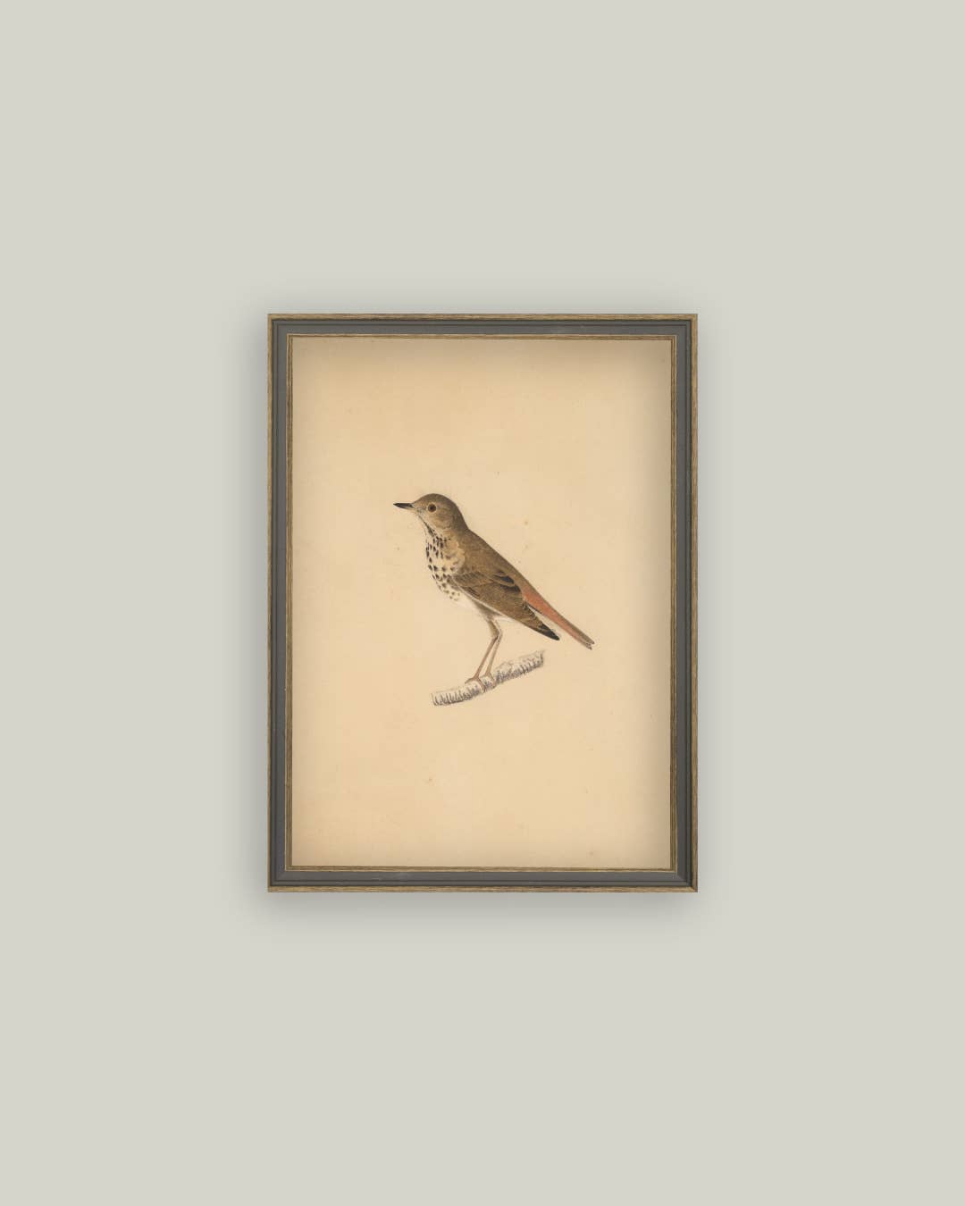 Bird Framed Antique Art - Magnolia Lane co. Home + Garden + Gift
