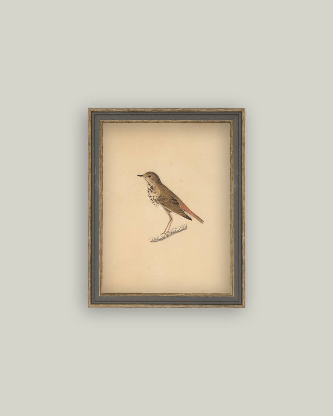 Bird Framed Antique Art - Magnolia Lane co. Home + Garden + Gift