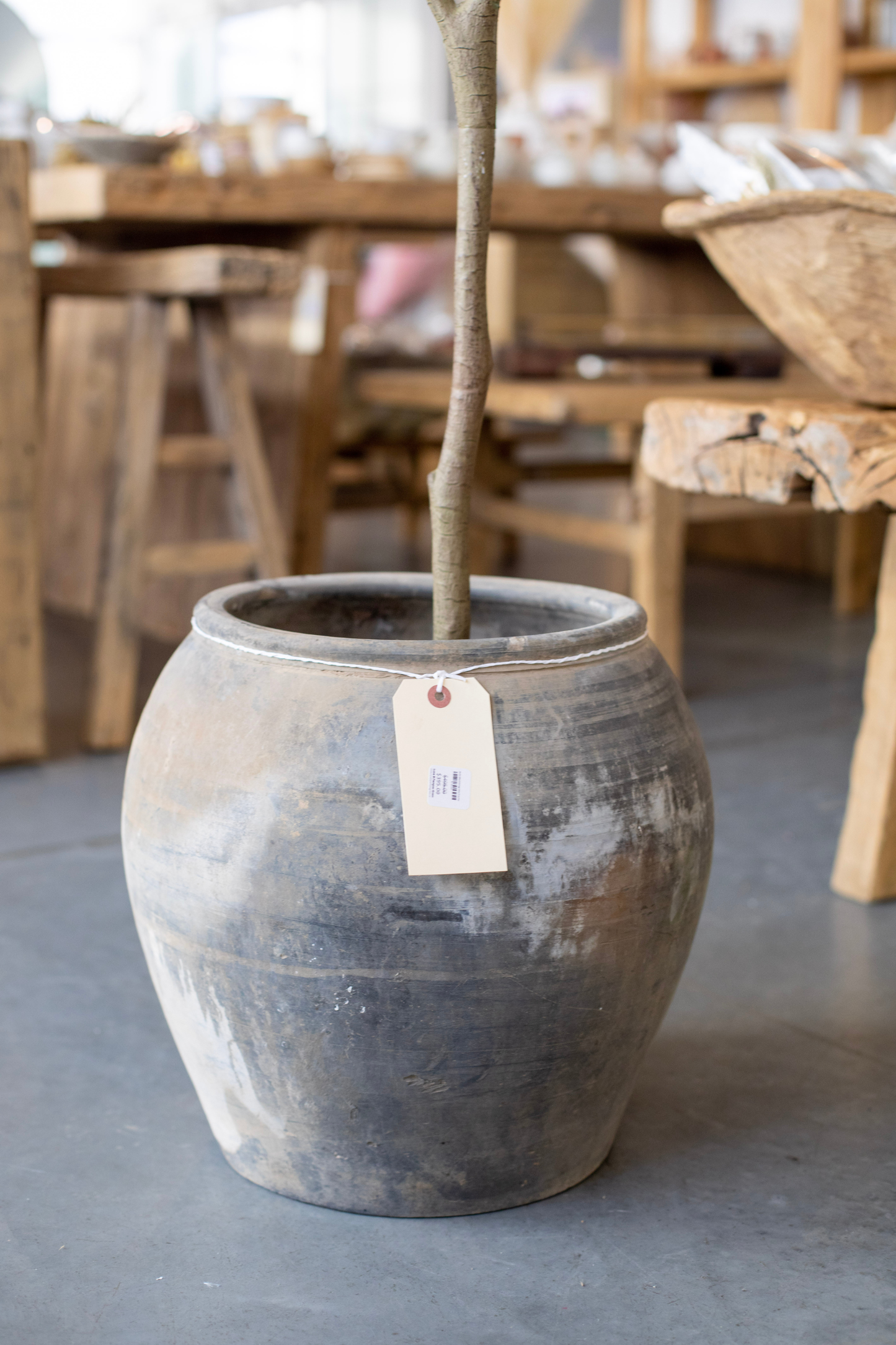 Atelier Black Vintage Olive Tree Pot Vase - Magnolia Lane co. Home + Garden + Gift